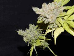 Flo 83 Paradise Seeds Opium (14)