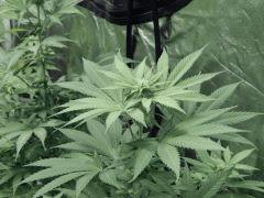 Paradise Seeds Opium pistils (3)