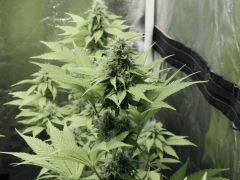 Opium Paradise Seeds  (5)