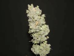 Opium Paradise Seeds Cut (29)