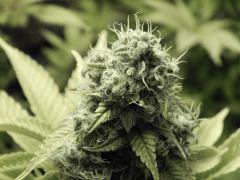 Paradise Seeds Opium Flo middle (14)