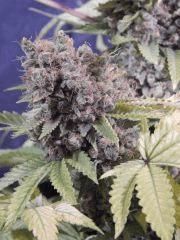 Opium Paradise Seeds Cut (15)