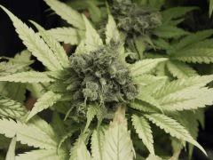 Paradise Seeds Flo68 (15)