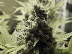 Paradise Seeds Flo68 (1)