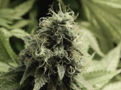Paradise Seeds Opium Flo 64 (3)
