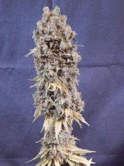 Opium Paradise Seeds Cut (27)