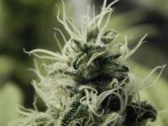 Paradise Seeds Opium Flo middle (11)