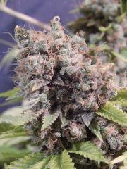 Opium Paradise Seeds Cut (19)