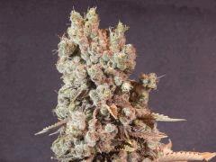 Opium Paradise Seeds Cut (6)