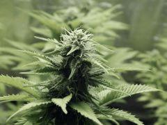 Paradise Seeds Opium (6)