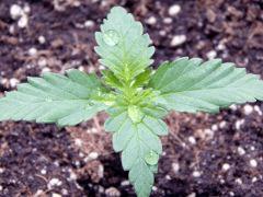 JDC Opium Paradise seeds (15)