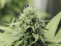 Opium Paradise Seeds  (18)