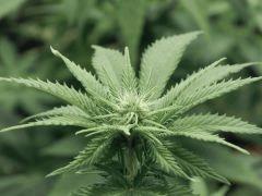 Paradise Seeds Opium pistils (8)