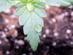 JDC Opium Paradise seeds (17)