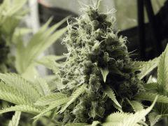 Paradise Seeds Opium Flo 64 (9)
