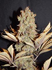 Flo80 cut2  Opium Paradise Seeds (3)