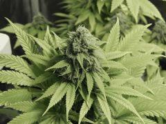 Paradise Seeds Opium (15)