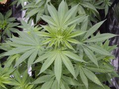 Opium Paradise seeds As (5)