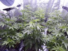 Opium Paradise seeds Ps (1)