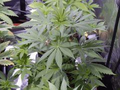 Opium Paradise seeds Ps (5)