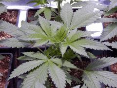 Opium Paradise Seeds R (3)