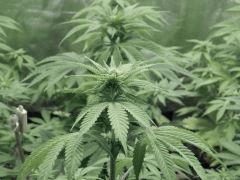 Paradise Seeds Opium pistils (7)