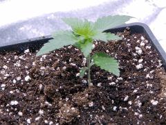 JDC Opium Paradise seeds (8)