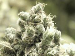 Opium Paradise Seeds (8)