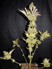 Flo 83 Paradise Seeds Opium (17)