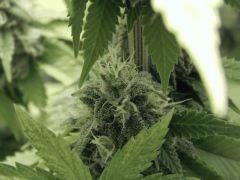 Paradise Seeds Opium (5)