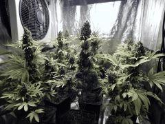 Paradise Seeds Opium  (2)