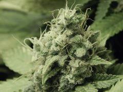 Paradise Seeds Opium Flo 60 (23)