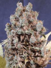 Opium Paradise Seeds Cut (25)