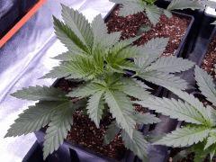 Opium Paradise seeds (7)
