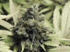 Paradise Seeds Opium  (16)