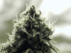 Paradise Seeds Opium Flo middle (6)