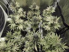 Paradise Seeds Flo68 (17)
