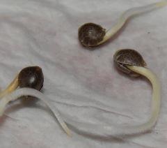 seedmac