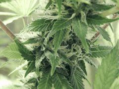 Opium Paradise Seeds  (13)