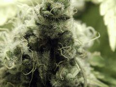 Paradise Seeds Opium Flo 60 (18)