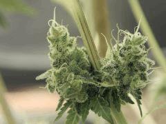 Paradise Seeds Opium Flo 64 (19)