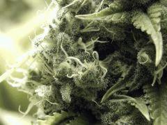 Paradise Seeds Opium Flo50 (12)
