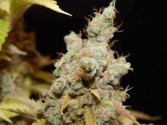 Flo80 cut2  Opium Paradise Seeds (37)
