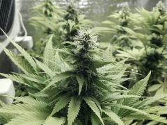 Opium Paradise Seeds  (2)