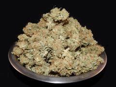 Opium Paradise Seeds Report (5)