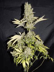 Opium Paradise Seeds Cut (3)