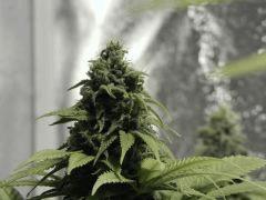 Paradise Seeds Opium (10)