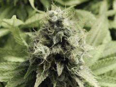 Paradise Seeds Opium  (15)