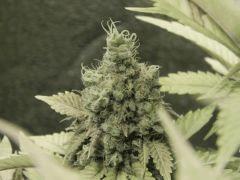 Paradise Seeds Opium Flo 60 (34)