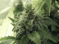Paradise Seeds Opium (7)